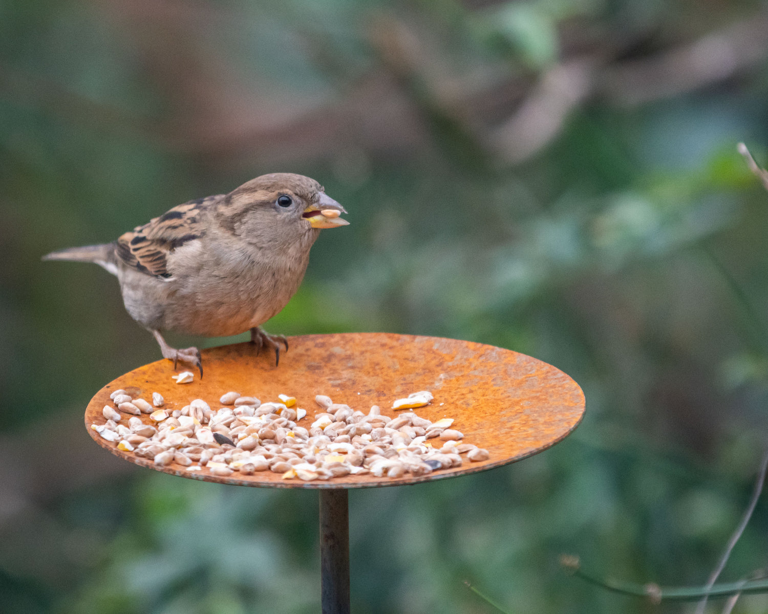 Bird Feeder Bundle Essential