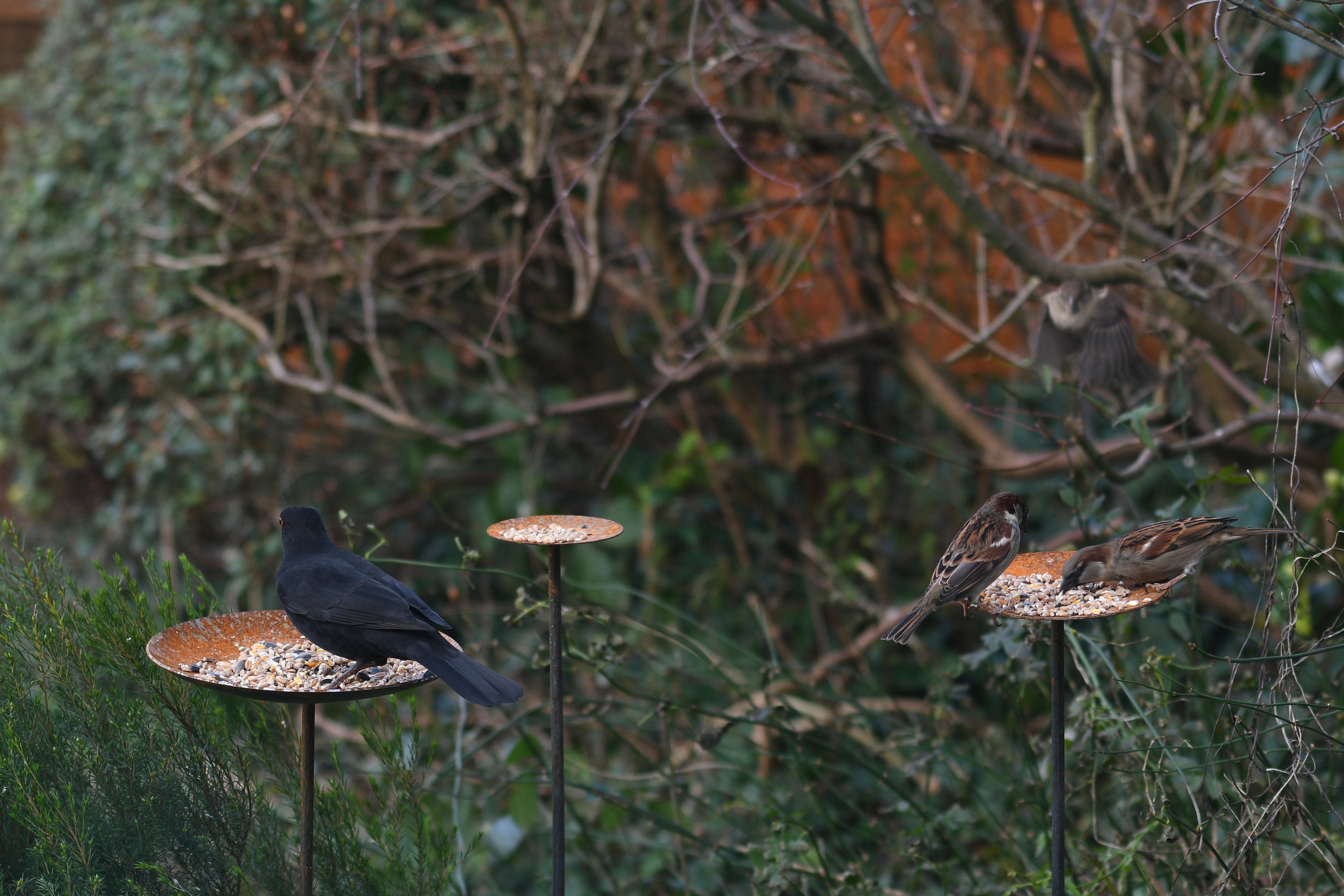 Complete Bird Feeder Bundle
