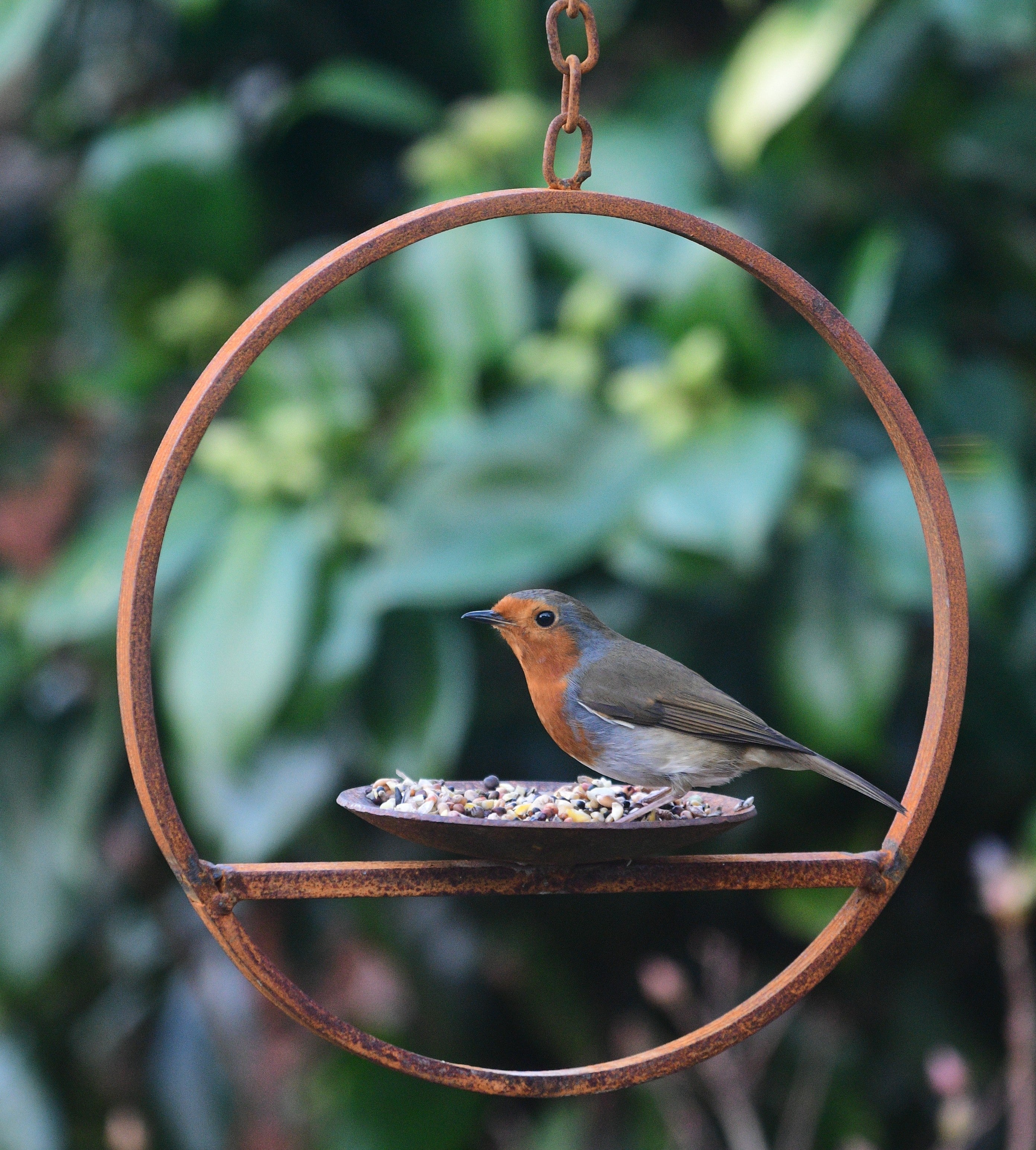500g Bird Seed