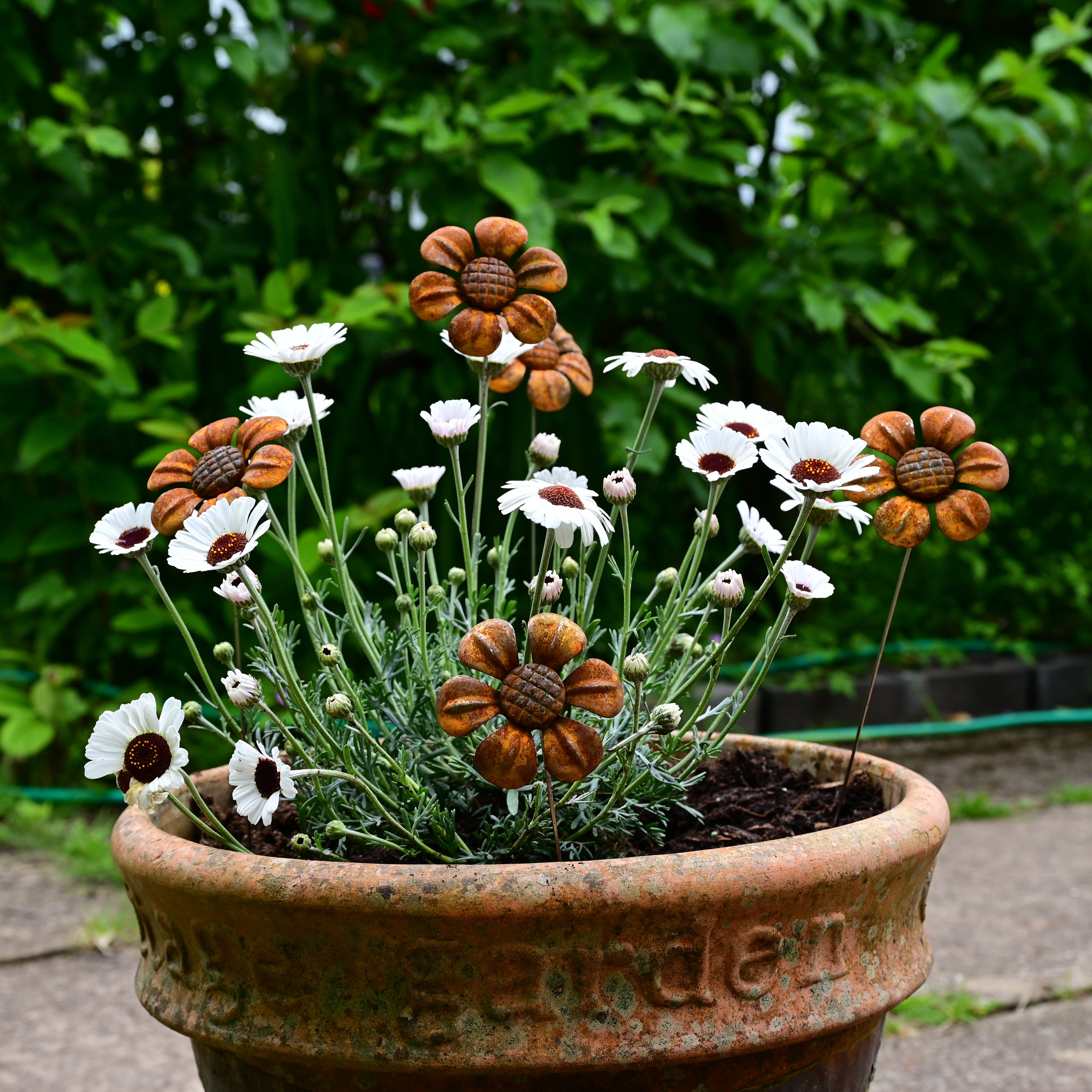 Rusty Metal Daisy