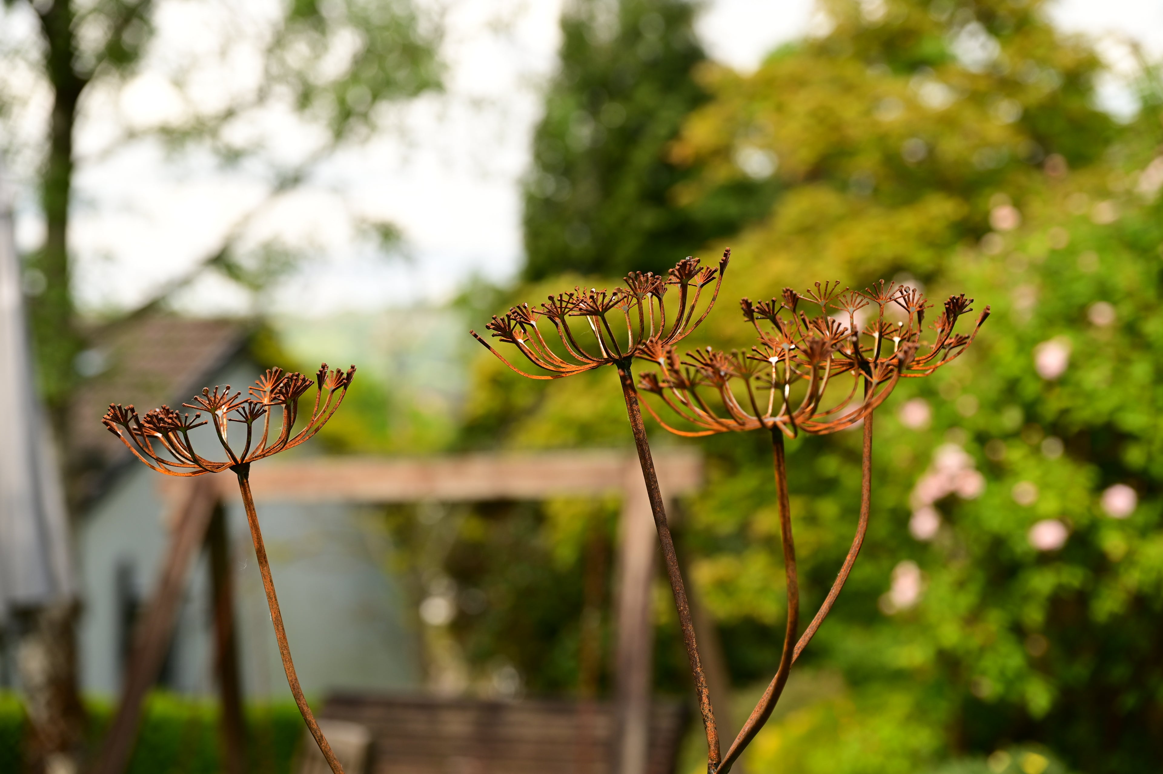 Rusty Metal Cow Parsley