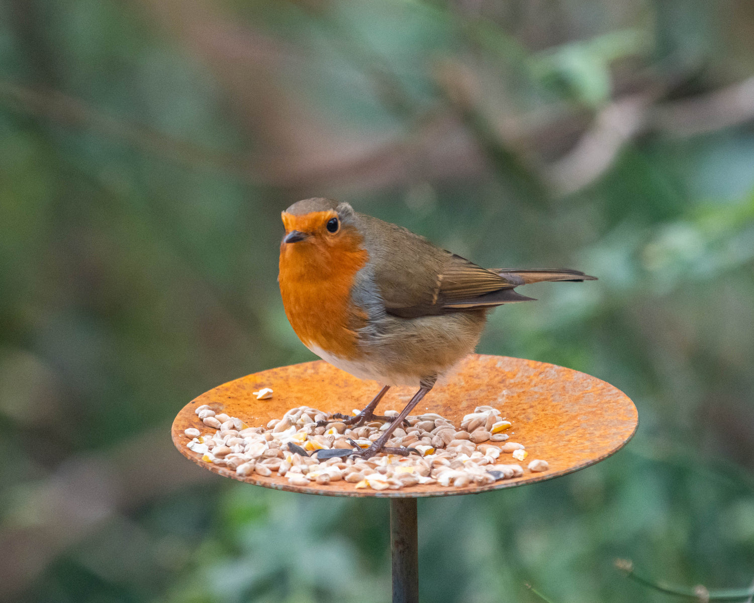 rusty bird feeder platform