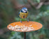 bird feeding platform