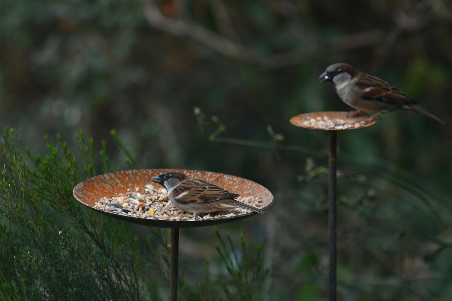 bird feeding platroms