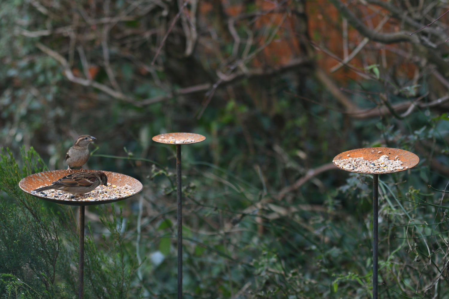 rusty bird feeder trio