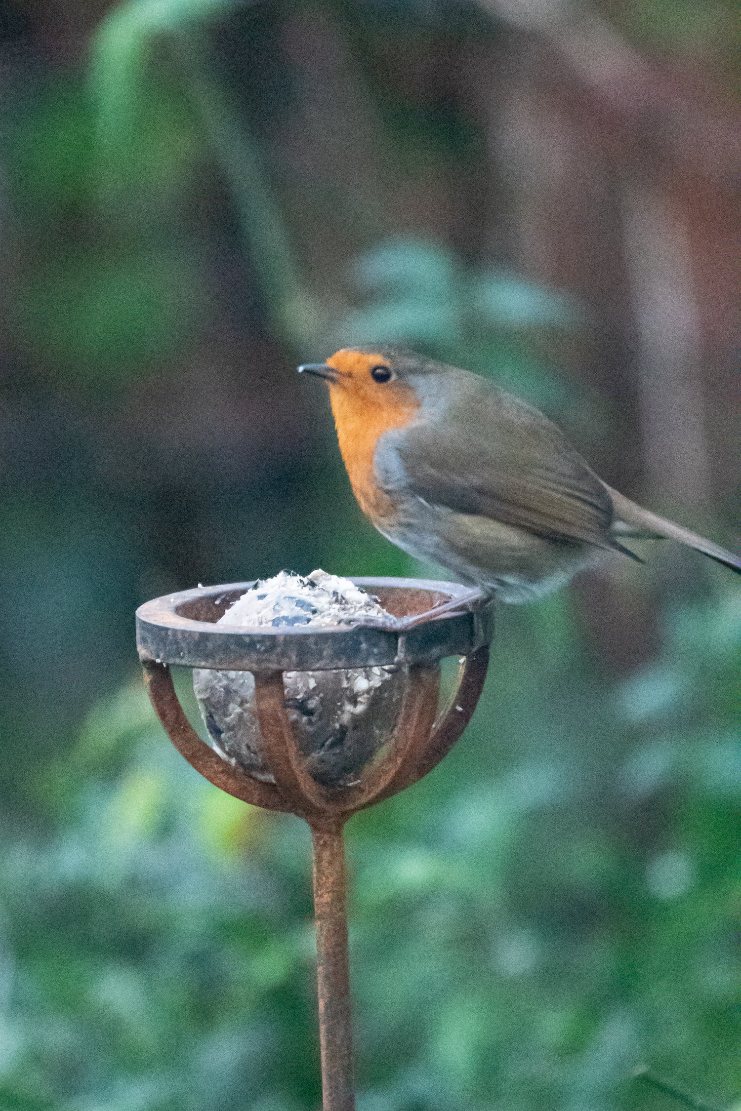 fat ball feeder