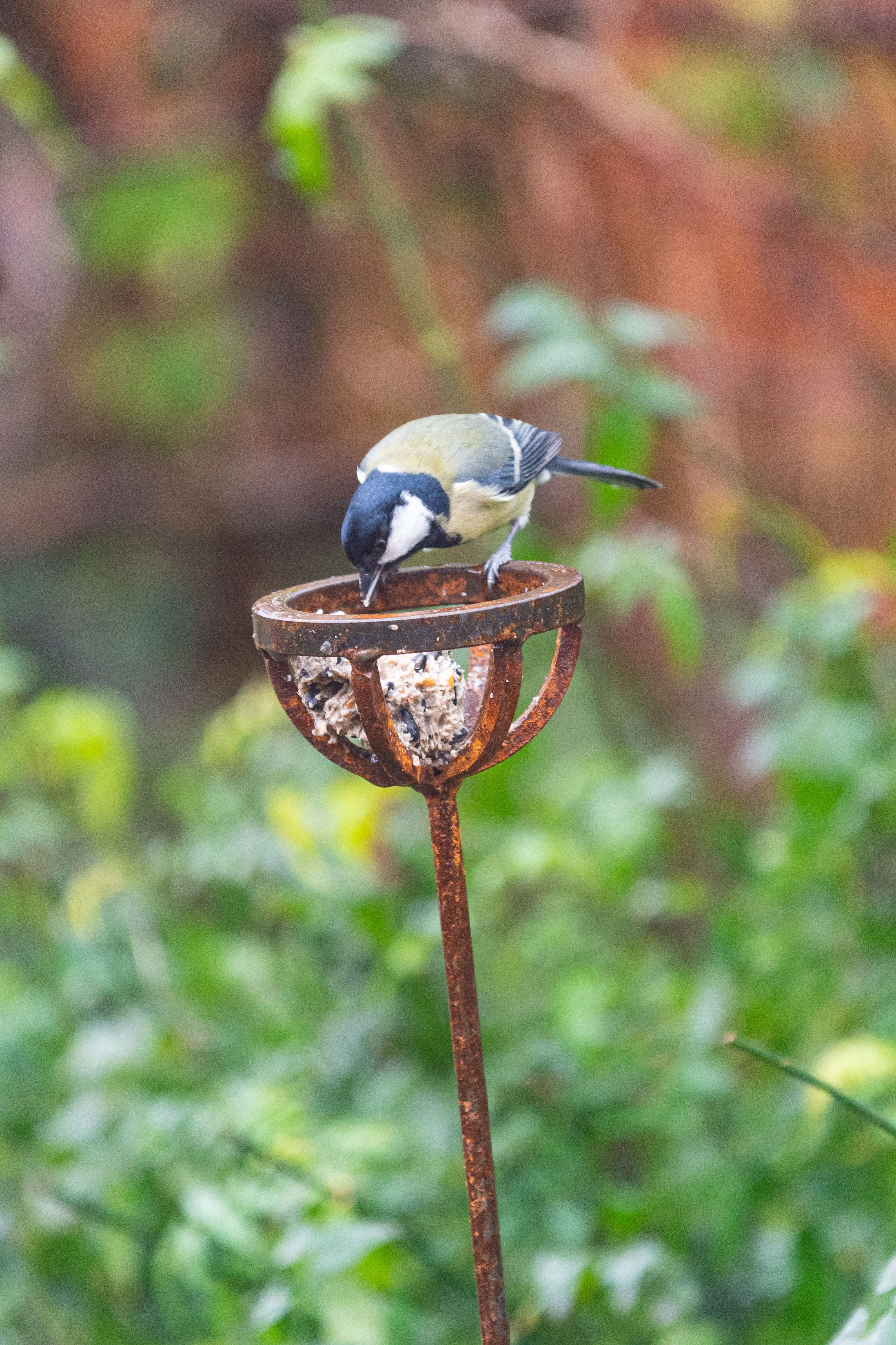Fat Ball Bird Feeder Stake