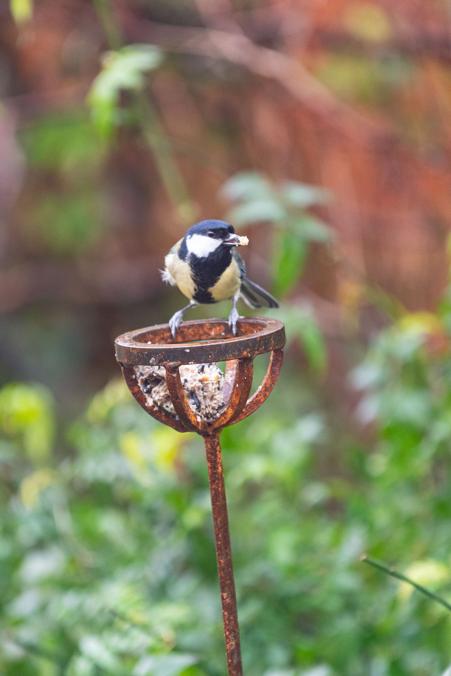 suet ball holder