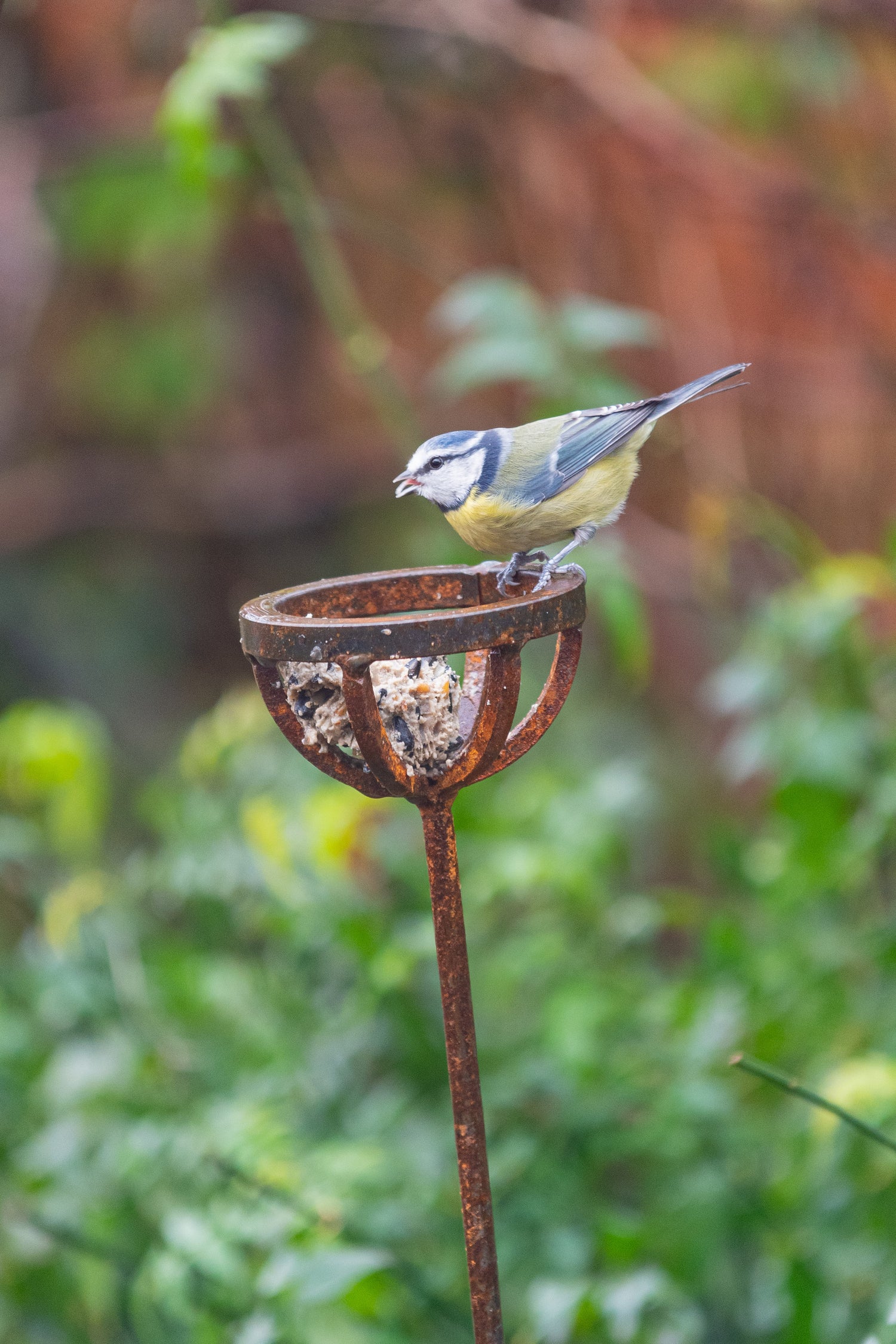 fat balls for wild birds