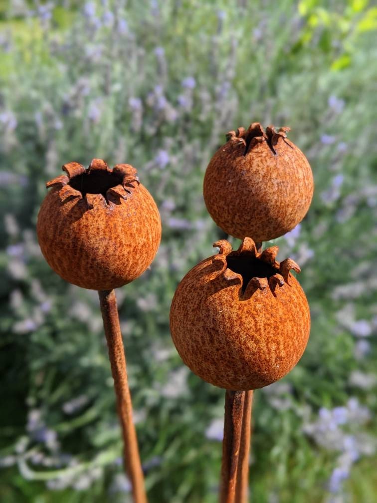 Rusty Metal Poppy Seedhead - Metal Garden Flower Sculpture - Garden Decor