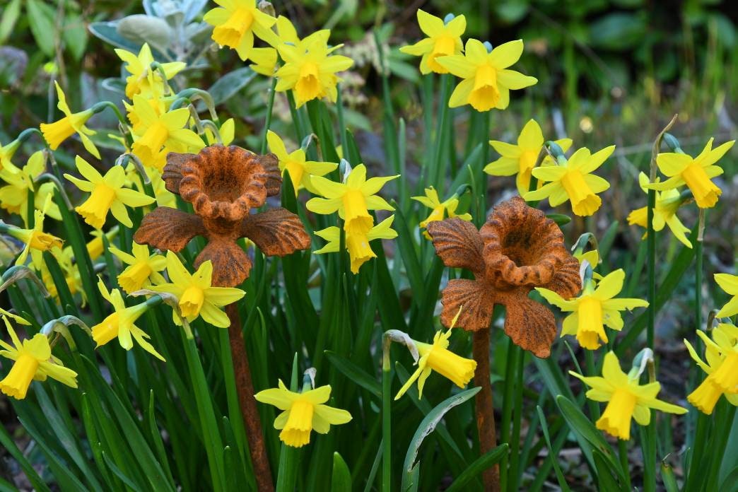 Daffodil Flowers