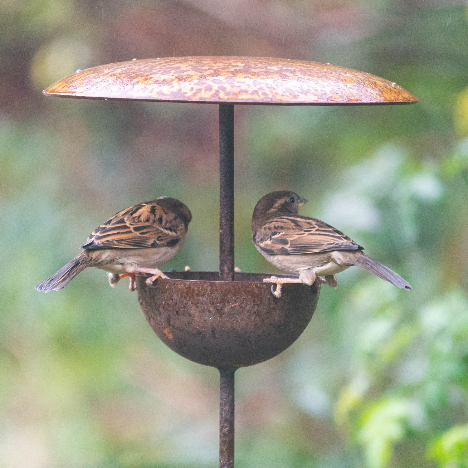 Complete Bird Feeder Bundle