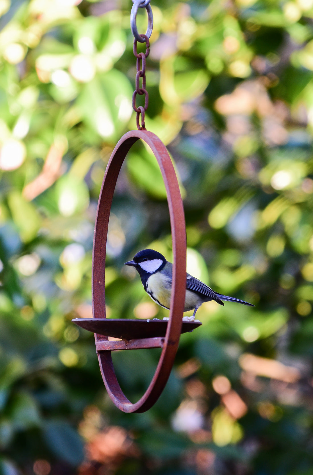 Hanging Bird Feeder Platform Ring