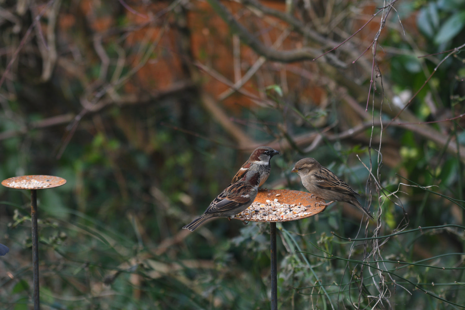 birds feeding