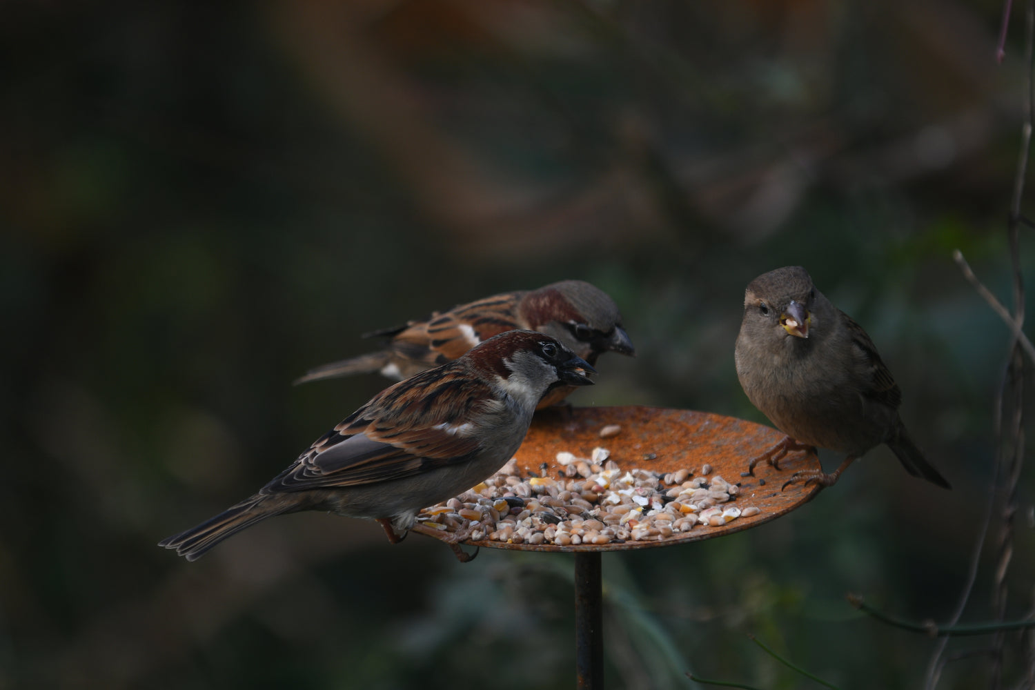 bird feeders for small birds