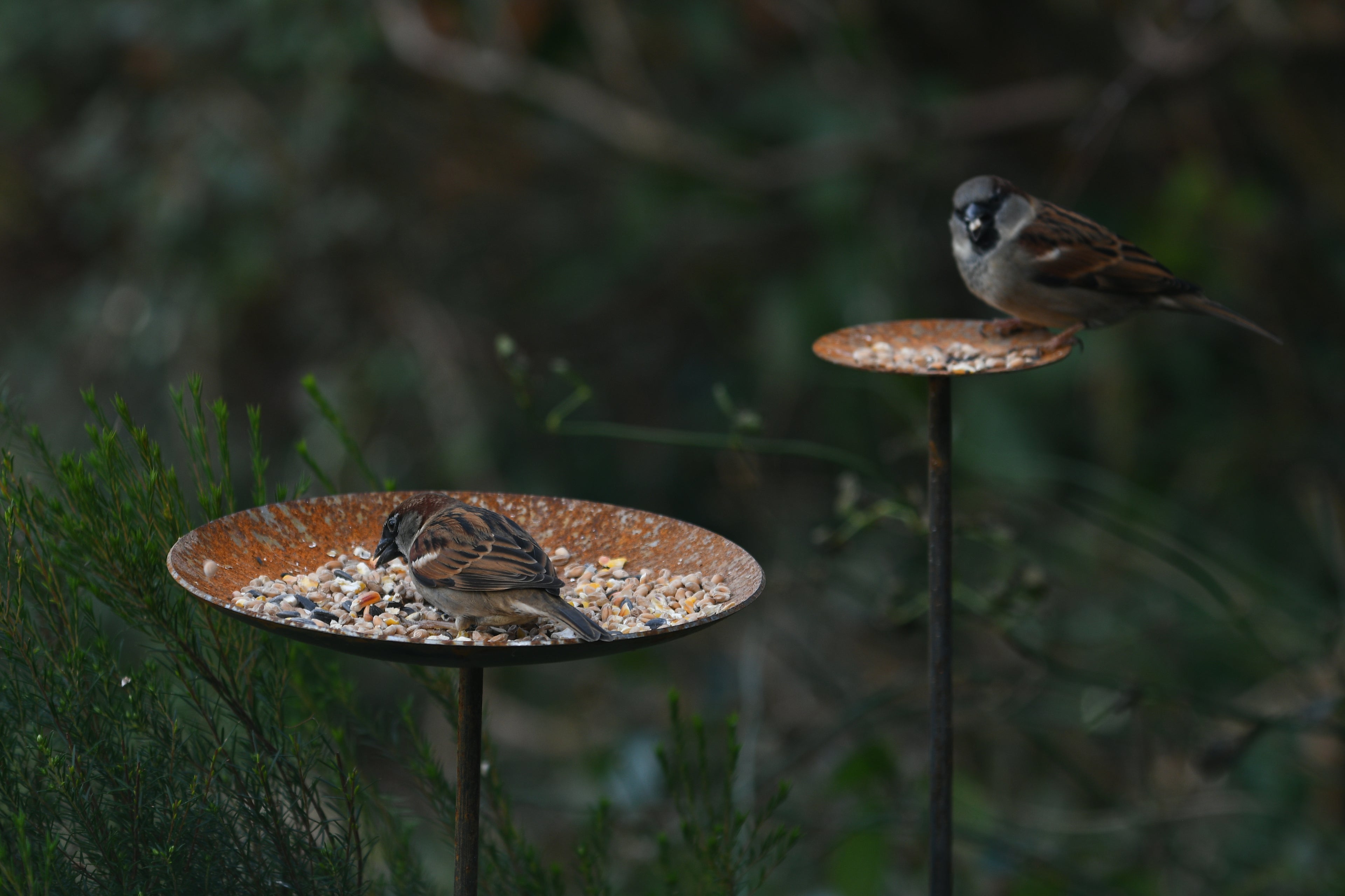 bird eeding platform station