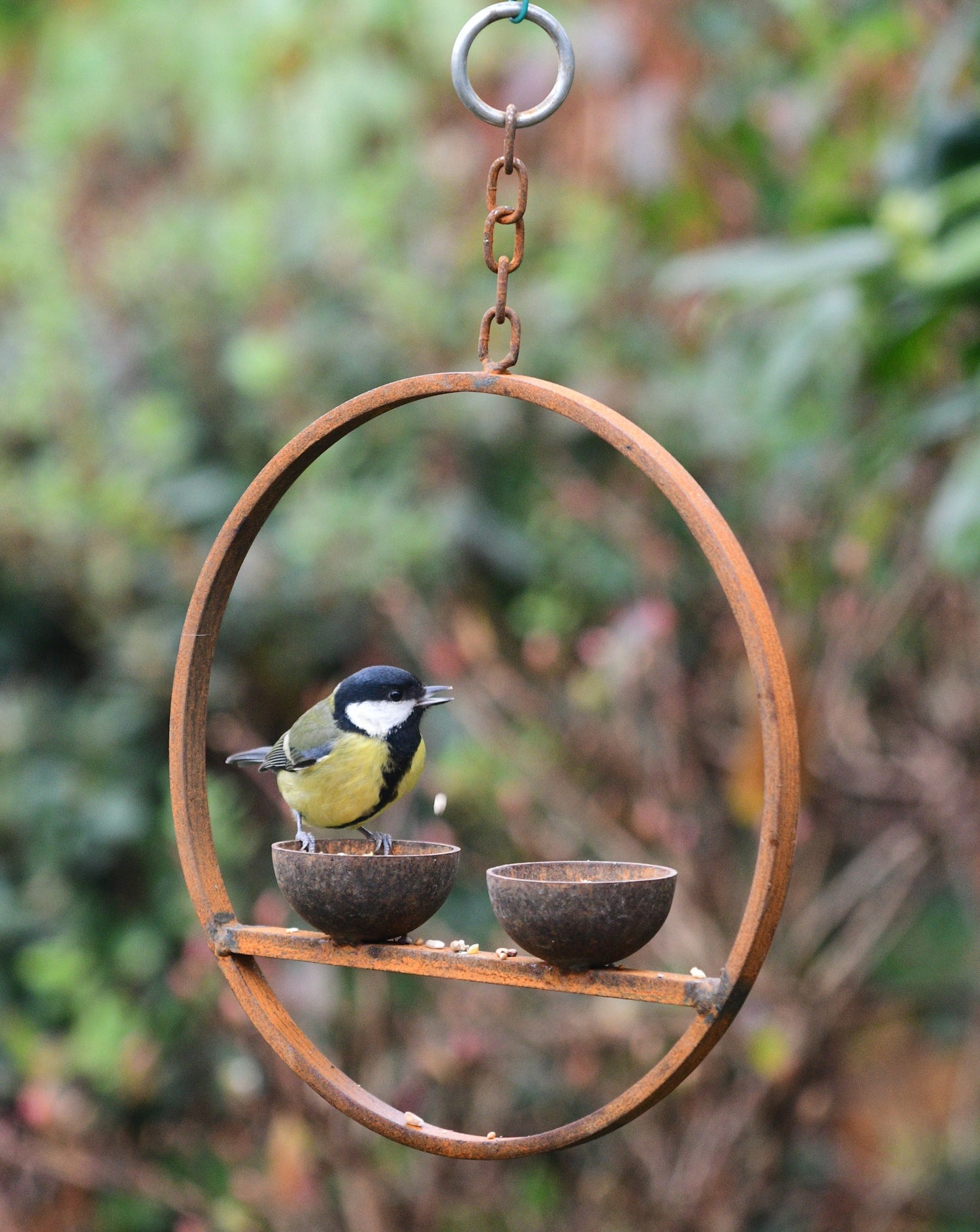 metal hanging bird feeder ring