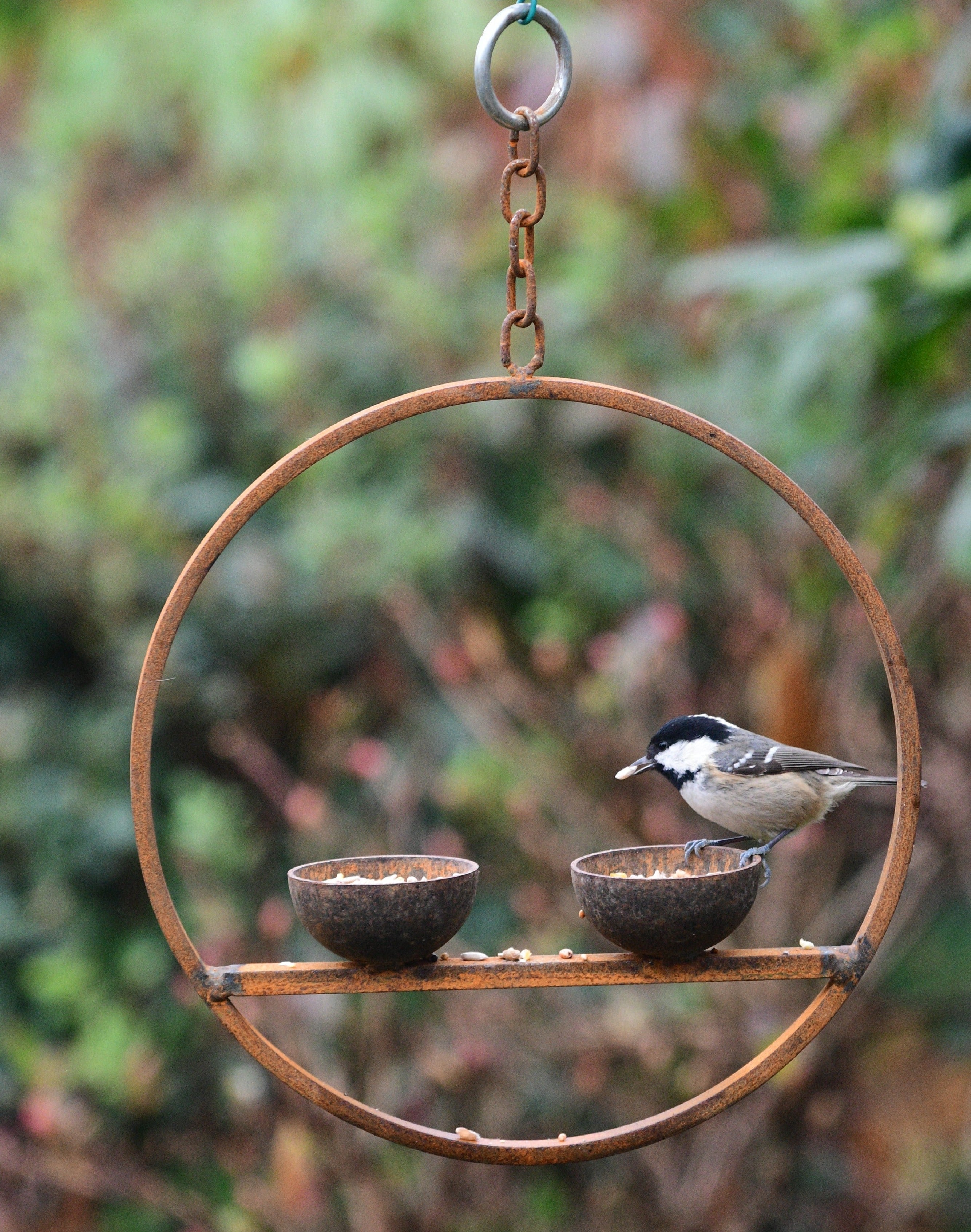 Double Hanging Bird Feeder Ring