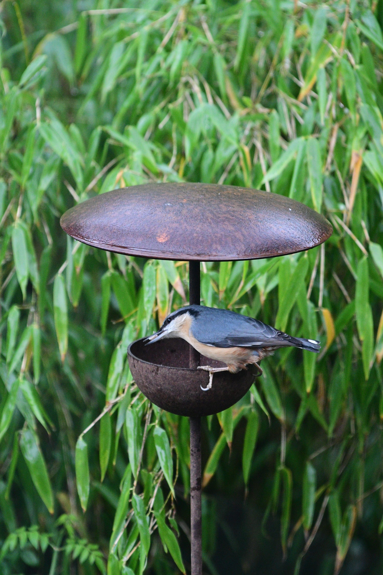 Rusty Bird Feeder