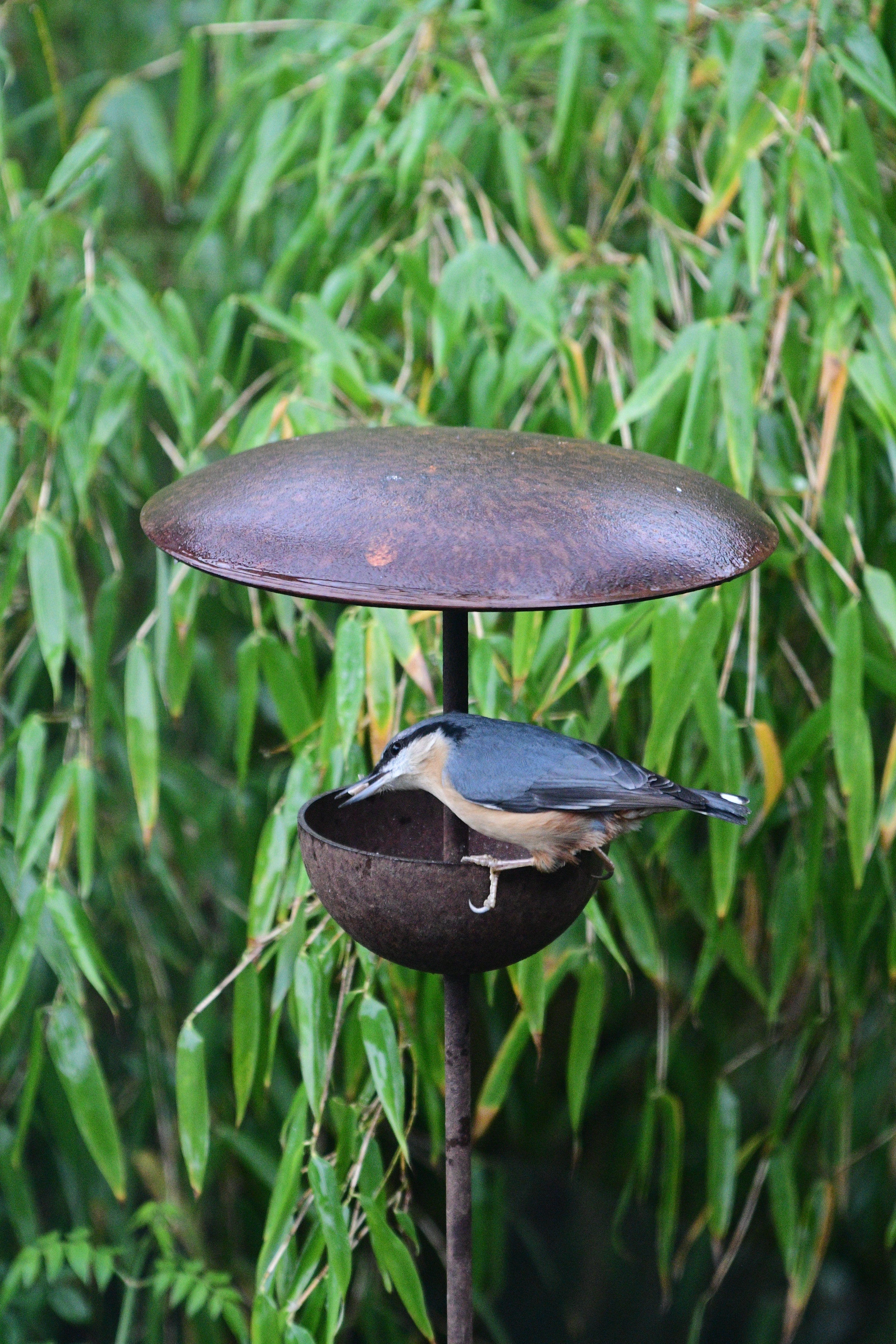 metal bird feeder