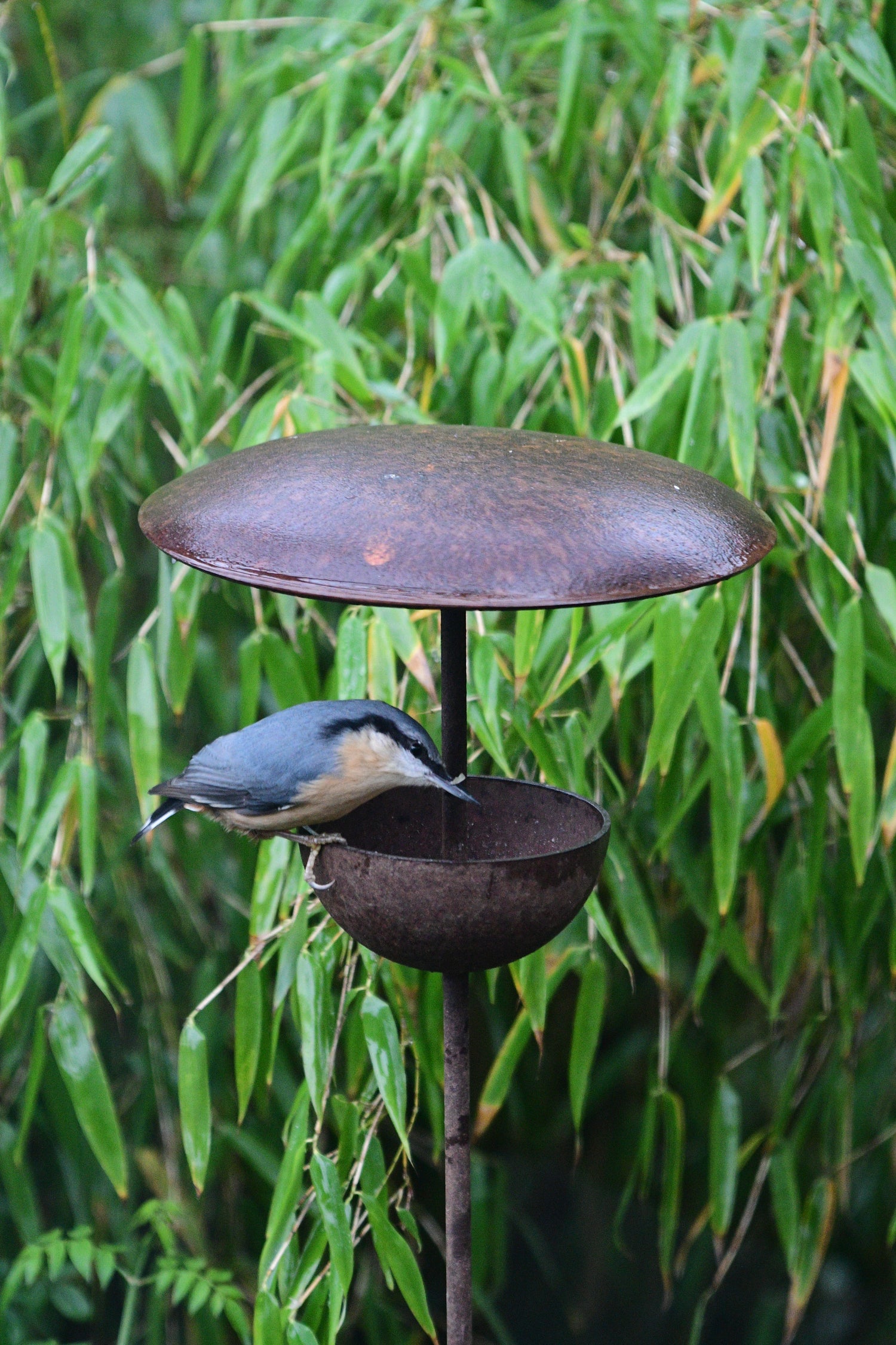 Rusty Bird Feeder