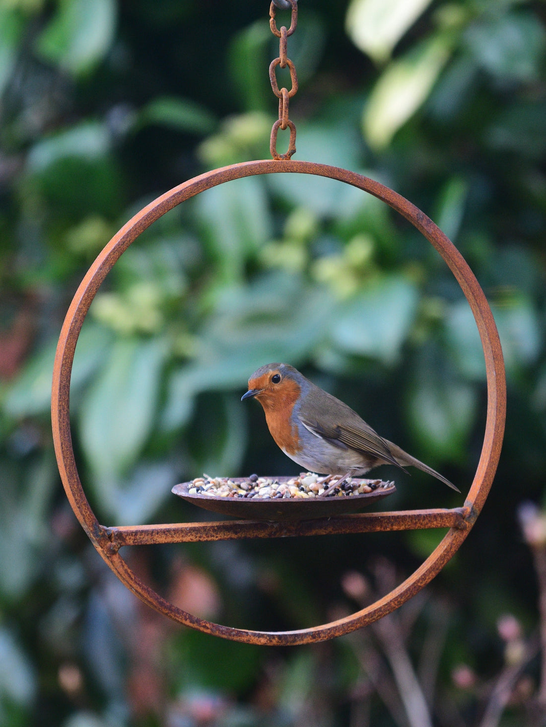 Hanging Bird Feeder Platform Ring