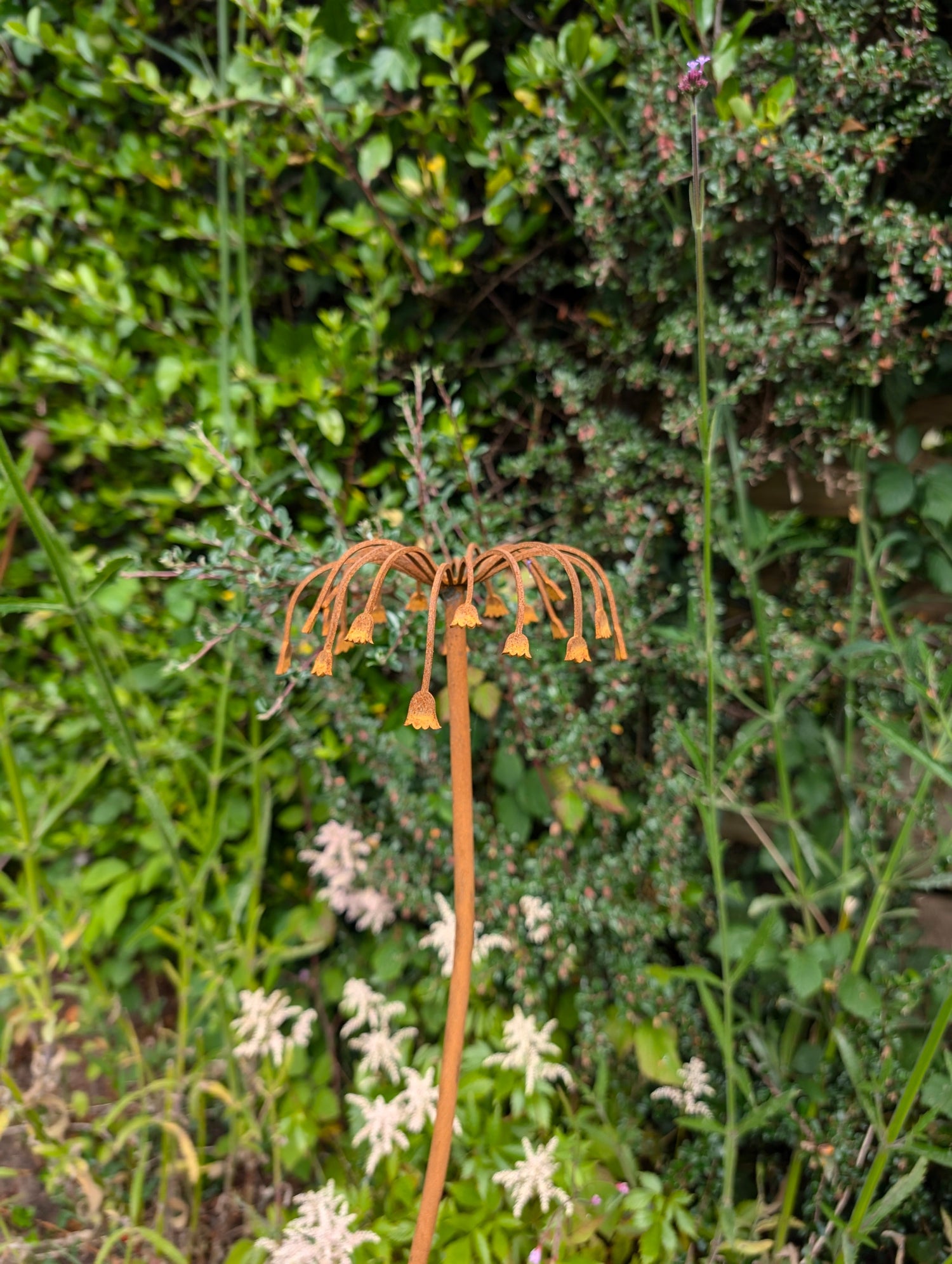 Sicilian Honey Garlic Flower