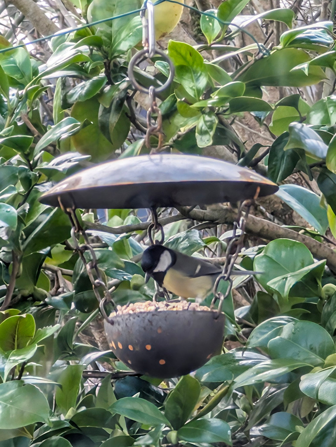 Chain Hanging Bird Feeder