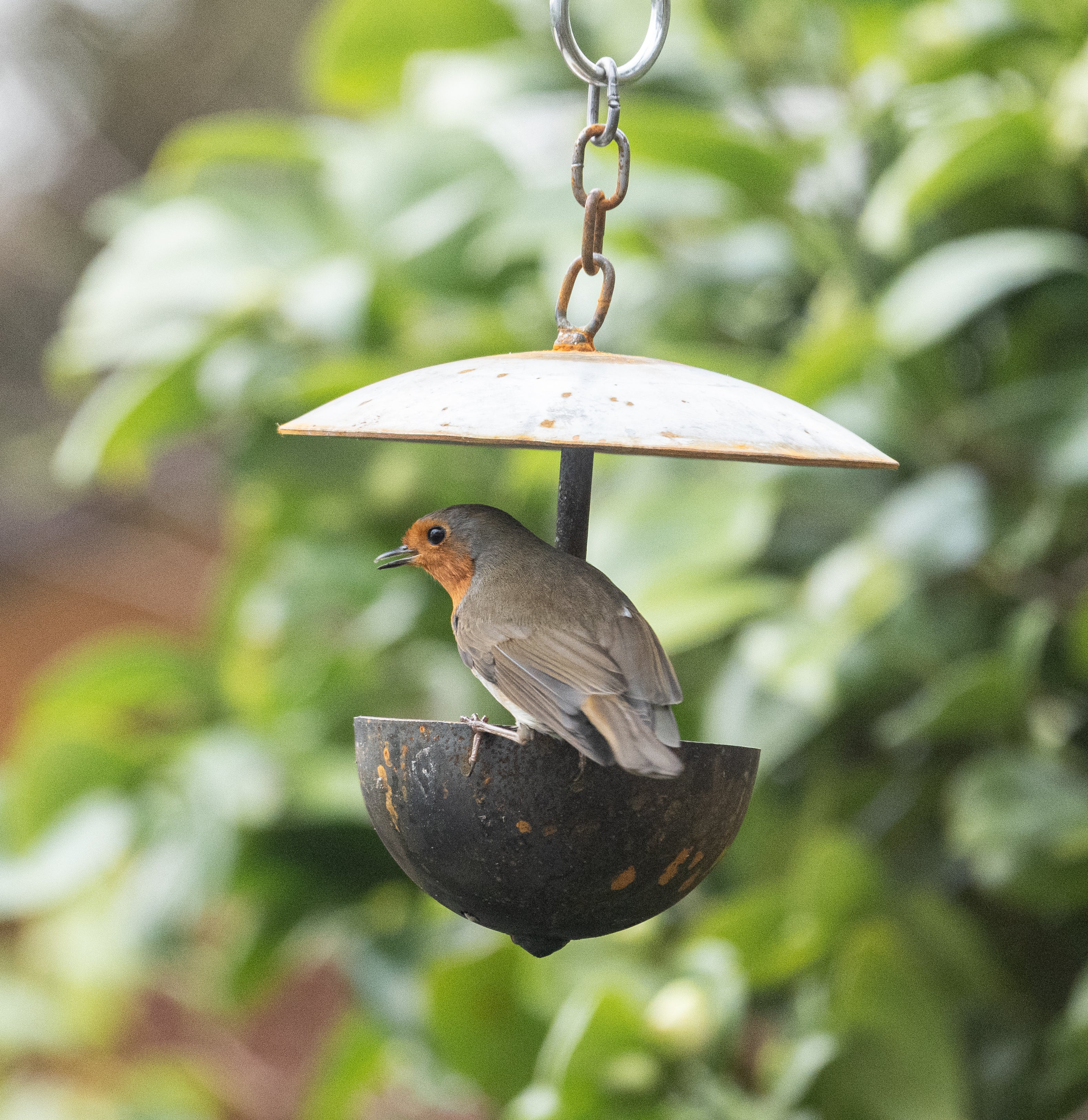 Outdoor Hanging Bird Feeder