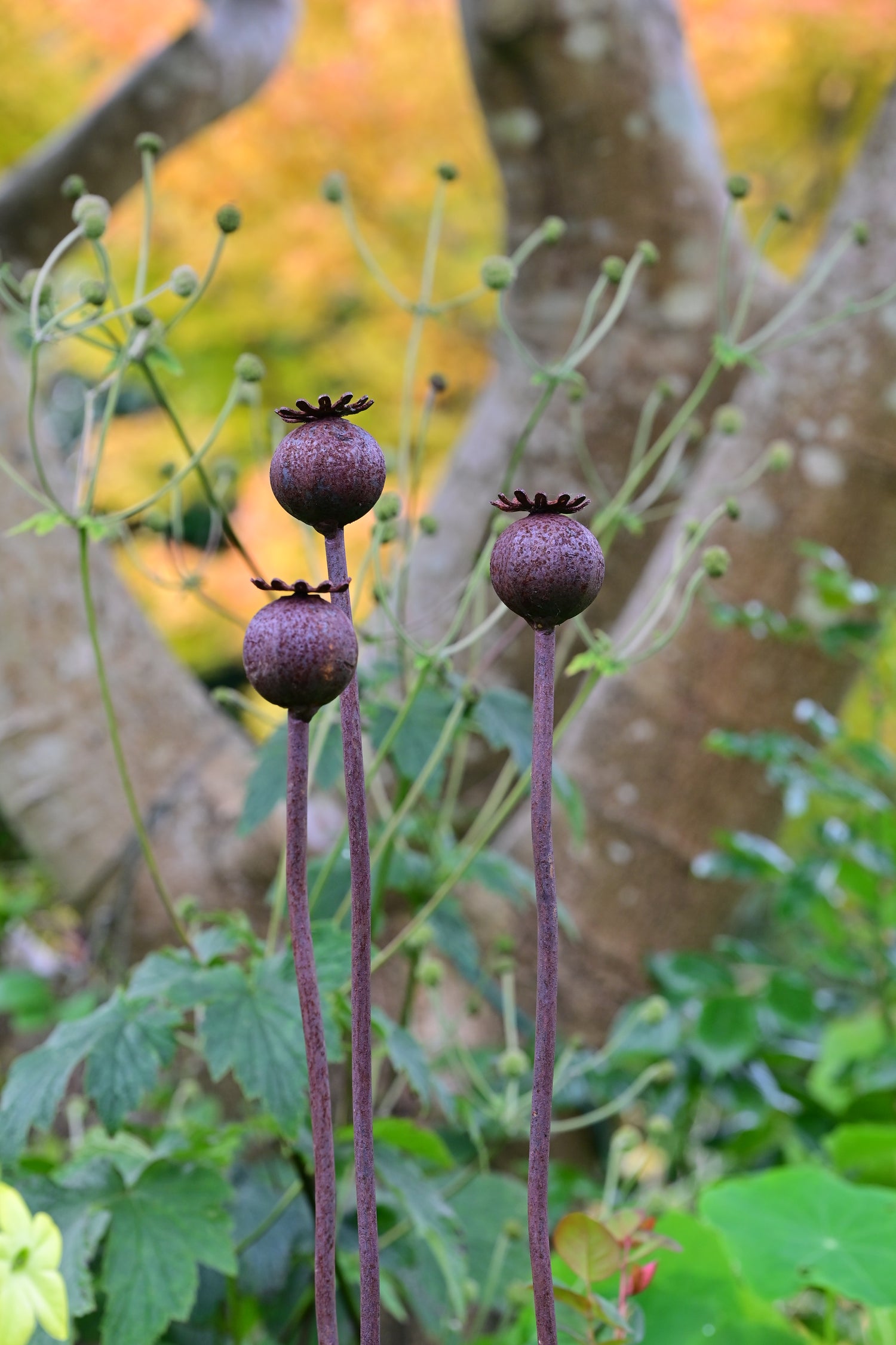 metal poppy seed head garden stakes Wavy Poppy Seedhead Garden Ornament