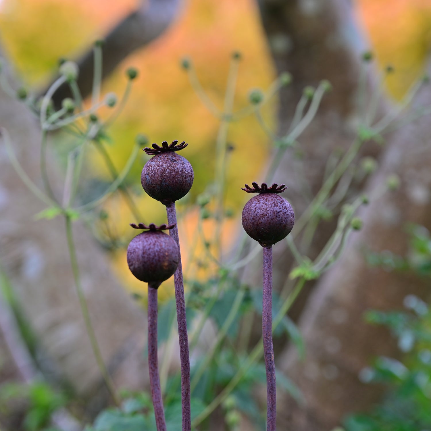 metal poppies