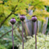 rusty metal poppy seedheads