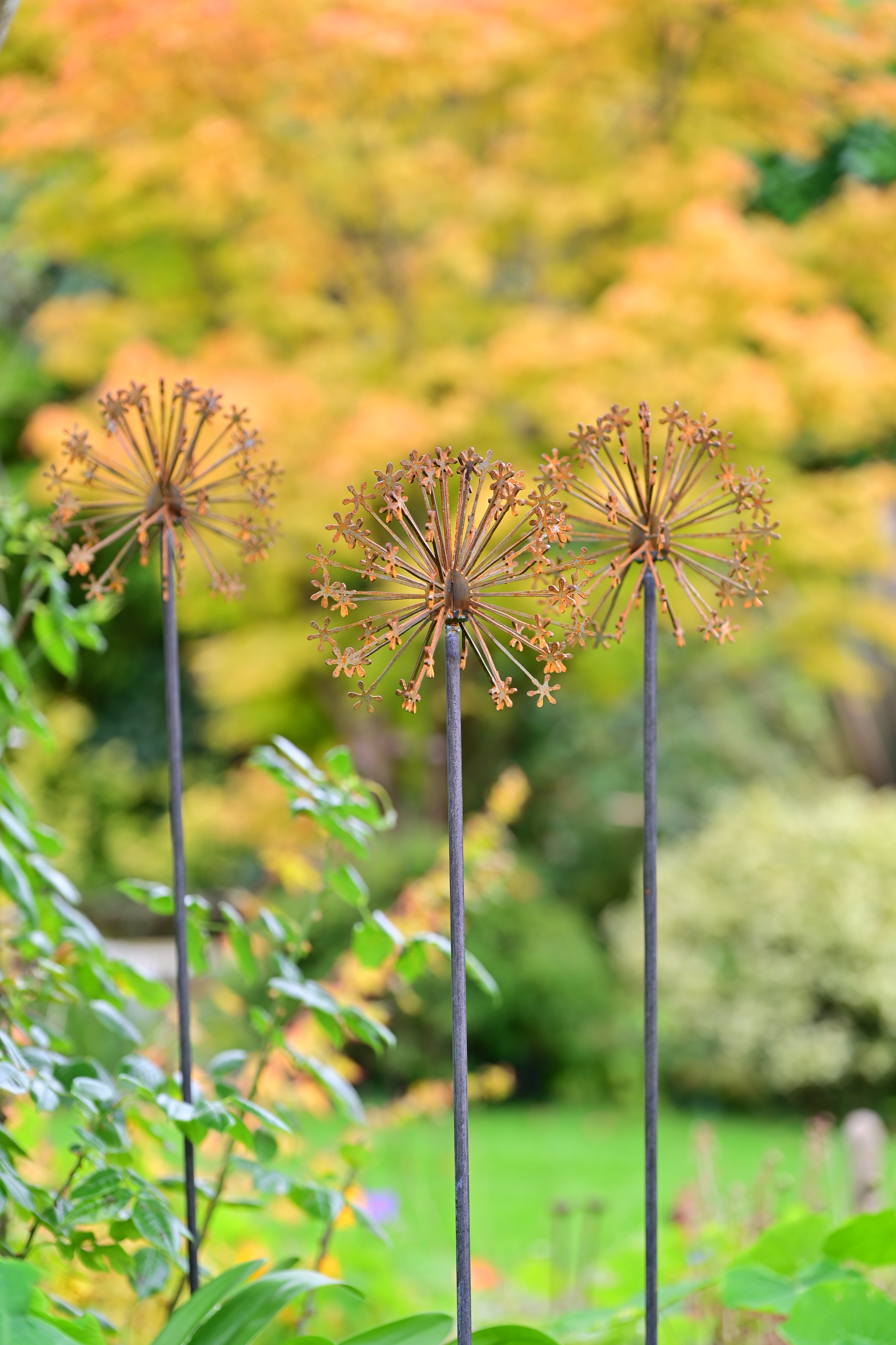 allium flowers