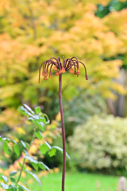 Sicilian Honey Garlic Flower