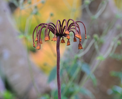 Sicilian Honey Garlic Flower