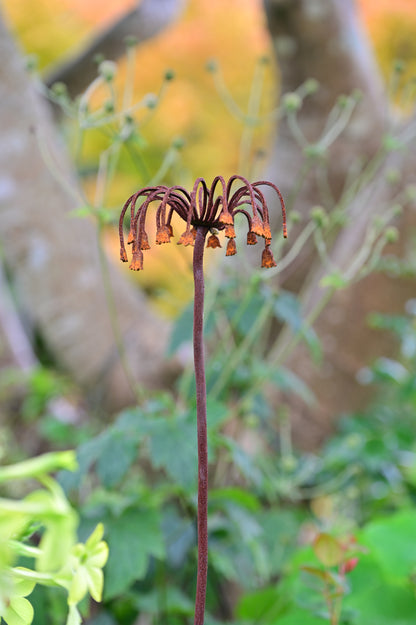 Sicilian Honey Garlic Flower