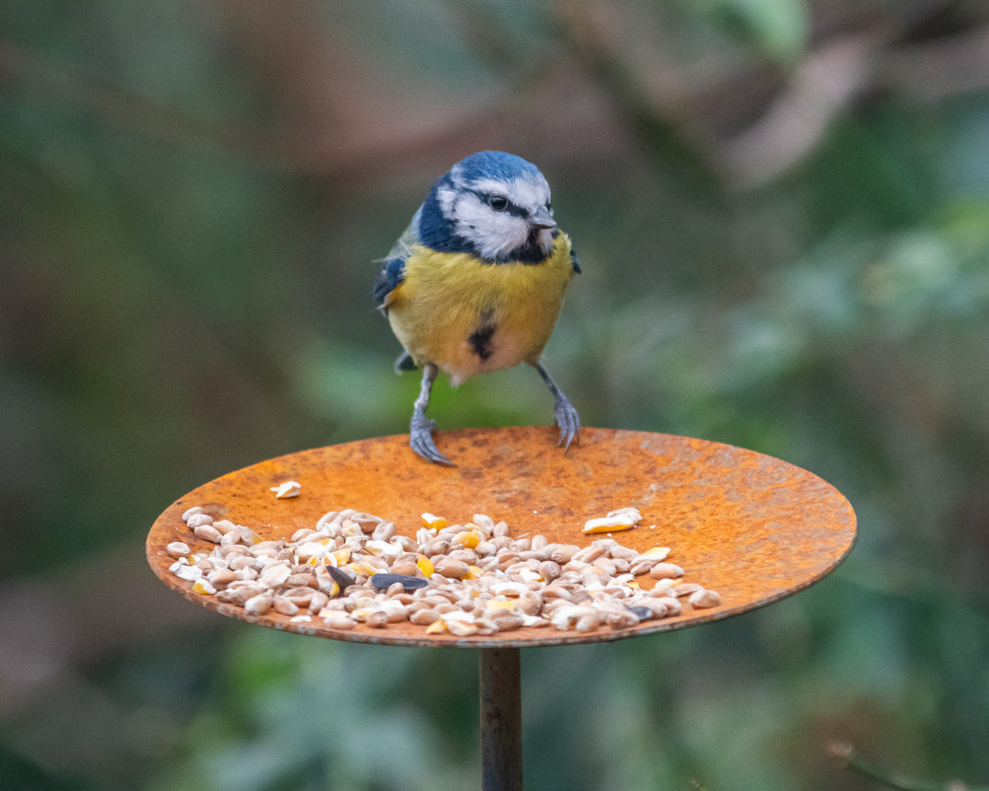 bird feeding platform
