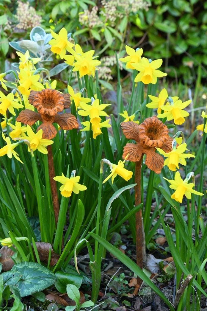 Daffodil Garden Sculpture - Rusty Metal Flower For Garden
